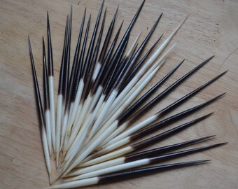 African Porcupine Quills