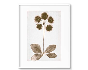 Gallery Wall, Sepia Prints, Modern Botanicals, Wildflower Print, Printable Art, Art Prints, Wall Art, Wall Prints, Large Wall Art Files