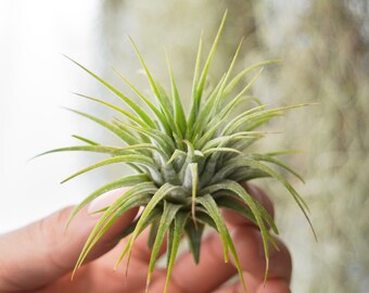 SALE Air Plant Tillandsia Ionantha Guat, Terrarium Plants, Air Plant Terrarium, Wholesale Air Plants Small Airplant Succulents Indoor Plants