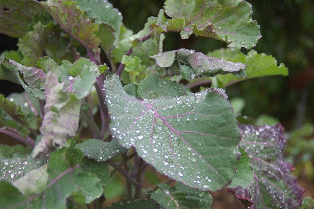 purple tree collards for sale