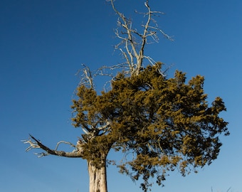 Standing the Test of Time-Old Man Juniper Tree