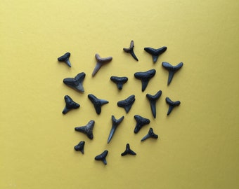 Fossilized Shark Teeth, 20 pieces, Shark Tooth, Natural Specimen, Jewelry Making, Shark Fossil, Fossilized Tooth, Fossil Collection, Shark