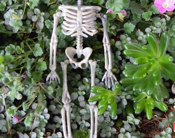 Halloween Skeleton- miniature skull