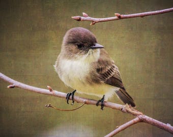 Bird's Nest and Eggs Eastern Phoebe Bird Nest Print