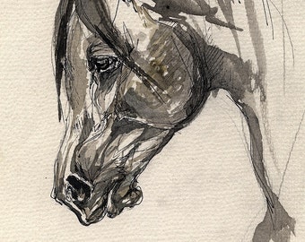 Arabian horse, equine art, horse portrait, equestrian, original ink drawing