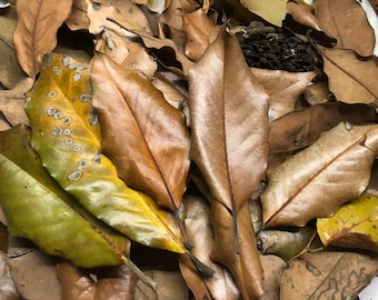Untreated Magnolia Leaves - 2 gallons