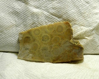 Slab Cab Lapidary Slabs Indonesian Coral Agate #01