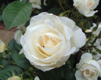 30 White Rose Hybrid, Rare Rose Seeds, Fresh Exotic White Rose, Flower Seeds,Perennial,Growing Roses from Seeds,Planting Rose