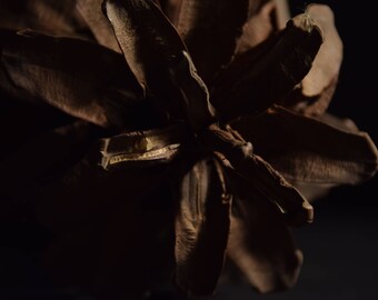 Sepia Print.Pinecone Photography. Digital Downloads. Home décor. Printable Art. Nature Photography. Botanical Print