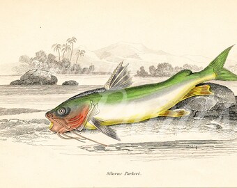 Digital Antique Fish Print Engraving Lizars Delt Download 1800s Handcolored Vintage