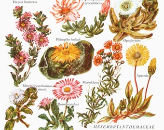 Botanical CACTI Flower Print 68 Flower small artwork cactus plants print Cottage Decor Wildflowers Vintage Botanical Print 1960s