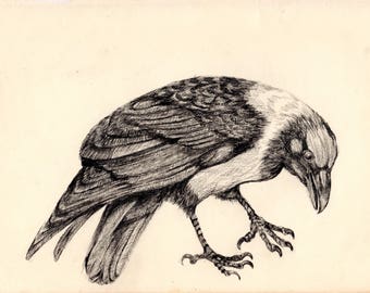 Raven Keeper of Secrets