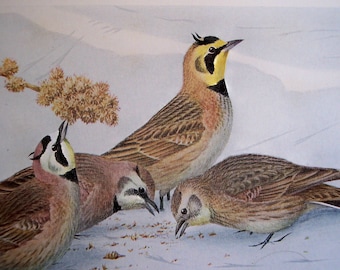 1915 Bird print to frame, Skylark, Pipit, Horned Lark by Louis Agassiz Fuertes