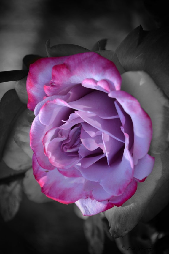 Flower photography rose photography wall art home decor Flower photography rose photography wall art home decor