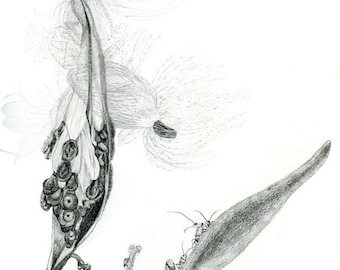 Seed pod of Butterfly weed milkweed, graphite drawing, botanical study, digital download for print of Internet