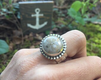 Fossilized sand dollar ring by Barnacle Love