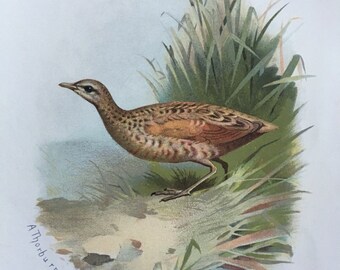 Antique Original Print 1901 British Birds Landrail