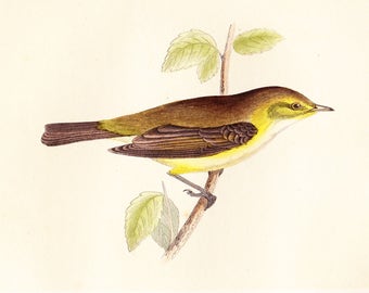 Antique Chiff Chaff Print . original old vintage bird plate woodblock . vol III, dated 1853 art specimen illustration - *Reduced*