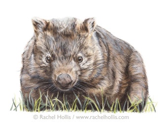 Original Wildlife Art - Wombat - Australian Wildlife - Drawing - Woodland