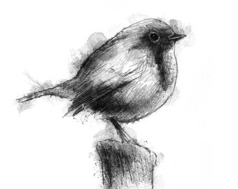 British robin | Limited edition fine art print from original drawing. Free shipping.