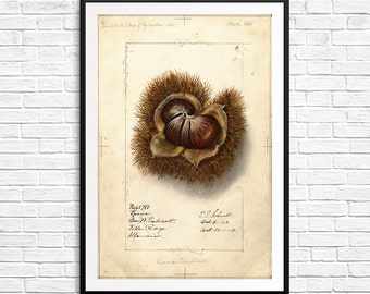 Food art prints, chestnut, chestnuts, chestnut tree, chestnut botanical, chestnut print, food art, food posters, food illustrations, prints