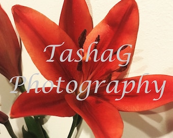 Red Amaryllis Flower Photography Canvas