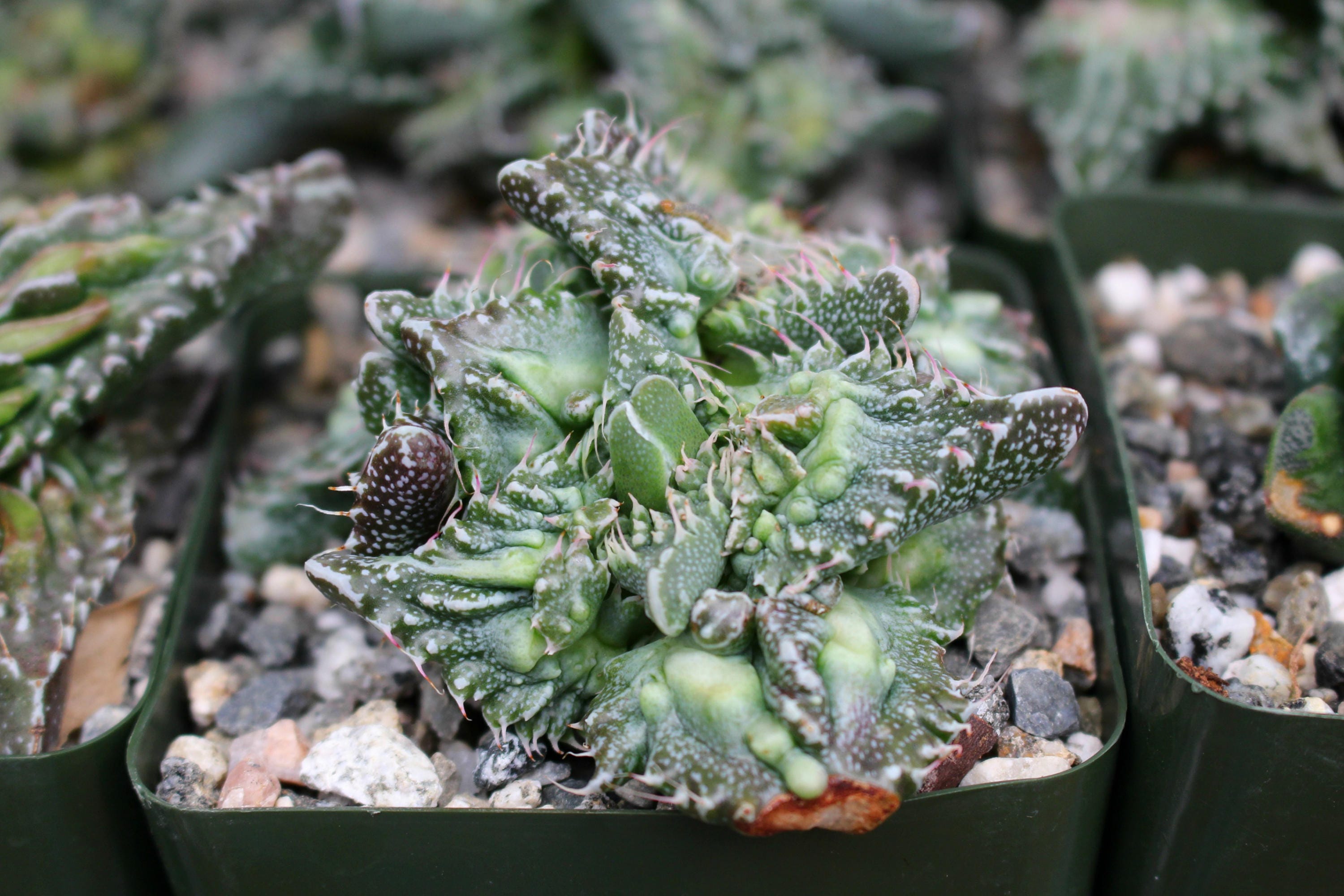 Faucaria Hybrid Sato Succulent Plant