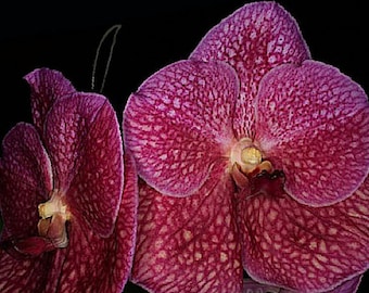 Orchid - Vanda Khao Lak Dream World Giant Pink ……….… Stock #216-6