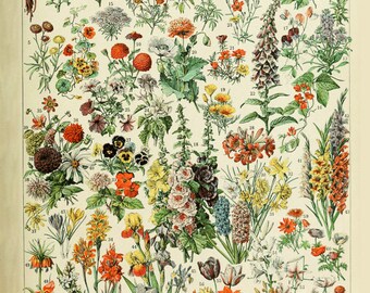 Vintage Flower Poster - Plant Print - French Flower Decor - Wall Art Home Decor Fine Art Print #vi235