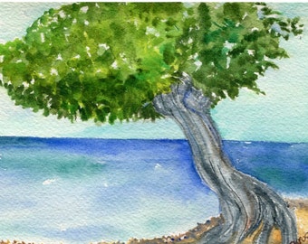 Divi Divi Tree, Aruba watercolor painting original, ocean art, seascape watercolor, 4 x 6, SharonFosterArt