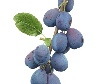 Damsons Limited Edition Giclee Print