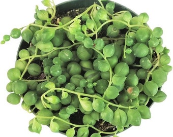 String Of Pearls Plants Succulents Hanging Basket Senecio Rowleyanu RARE Beautiful Hanging Planter Terrarium Succulent Plants