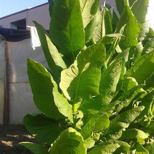 Kentucky Dark Tobacco 100 Seeds - Amazing Flavor, Rare Variety Tobacco Seeds