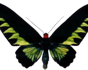 Rajah's Green Birdwing Butterfly, spread for your project or laminated or unmounted