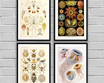 Vintage Ernst Haeckel Print - Vintage Set of 4 - Print or Canvas - Ernst Haeckel Art - Nautical art - Sea Life Prints - Set of 4 -2,3,4,7