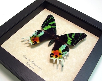 Wedding Day Gift Real Framed Sunset Moth Conservation Quality Display 163
