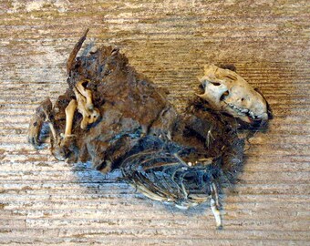 SALE Real Shrew Skull, Bones, and Mummified Shrew Body