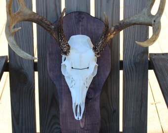 Deer Skull Plaque, Deer skull mount plaque, deer plaque, Handmade plaque, deer plaque