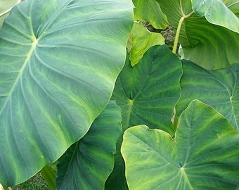3 Green Elephants Ear Bulbs- Esculenta