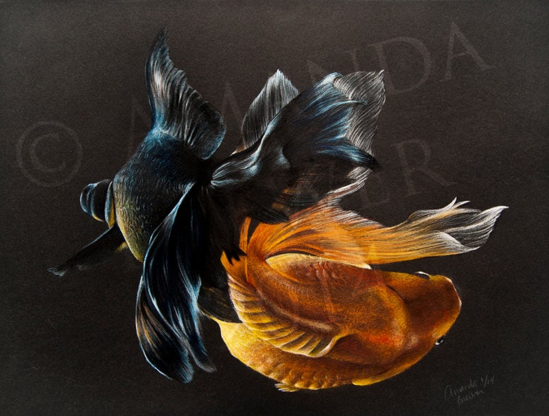 Original Colored Pencil Drawing on Black Paper Two Goldfish