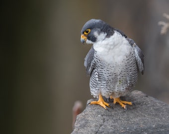 Peregrine Falcon Photo