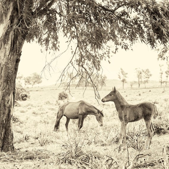 Foal Print. Horse prints, Animal Portraits, Wildlife Print, Square Print, Sepia Photography, Limited edition Print