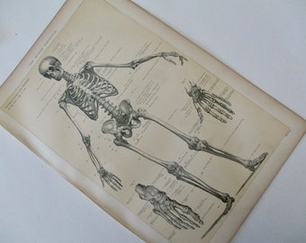 1900s original page - 1905 MEDICAL CHART from antique medical book - skeleton