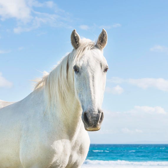 BEACH HORSES 3. Spanish Horse, Equine Photography, White Horse, Spain, Animal Portrait, Photographic Print