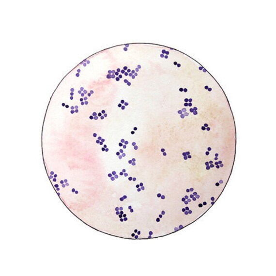 Micrococcus Luteus Science Science Art Geekery Science