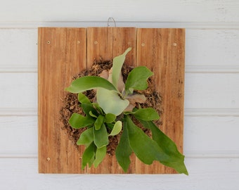 Staghorn Fern