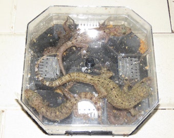 Best Gecko Lizard Cockroach Insect Trap ECO Friendly NON Poison REUSABLE Large