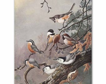 Chickadees Print, Vintage Bird Art (Bird Illustration, Antique Office Decor) --- "Chickadee & Nuthatch" No. 90