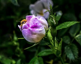 Bee emerging from a flower. A3 & A4 prints