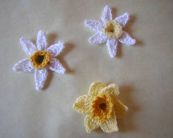 Daffodil flowers and daffodils